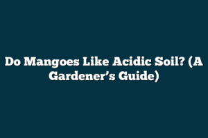 Do Mangoes Like Acidic Soil? (A Gardener’s Guide) – fruitspursuits.com